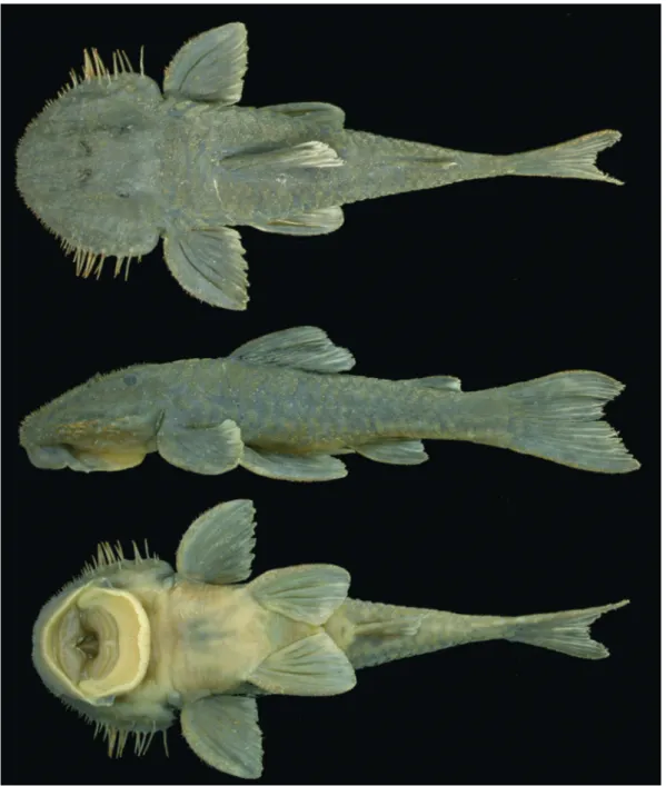 Fig. 1. Pareiorhaphis nasuta, holotype, male, MCP 41764, 78.6 mm SL. Brazil: Minas Gerais, ribeirão Areia Branca, tributary to the upper rio Matipó, rio Doce drainage.