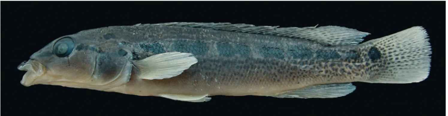 Fig. 6. Crenicichla empheres, holotype, rio Chapecó, Abelardo Luz, Santa Catarina, MCP 40960 (104.4 mm SL, male).