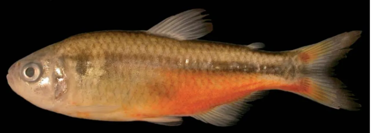 Fig. 1. Hyphessobrycon vinaceus, MCP 40916, holotype, male, 56.5 mm SL; Brazil, Minas Gerais, São João do Paraíso, rio São João, tributary of upper rio Pardo.