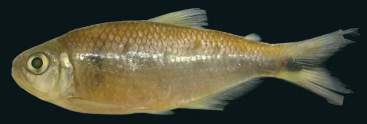 Fig. 2. Hemibrycon divisorensis, MCP 41346, paratype, female, 81.6 mm SL; río Ucayali drainage, Loreto, Peru.