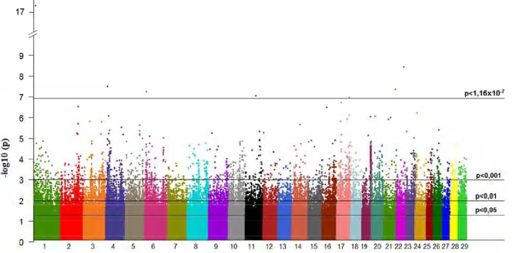 Figura 5. Gráfico Manhattan para idade ao primeiro parto. O -log 10 (p-valores) está plotado em função dos SNPs de cada  cromossomo