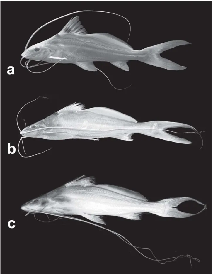 Fig. 2. a, Propimelodus araguayae, INPA 26121, paratype, 130.6 mm SL; b, P. caesius, MZUSP 88582, holotype; c, P