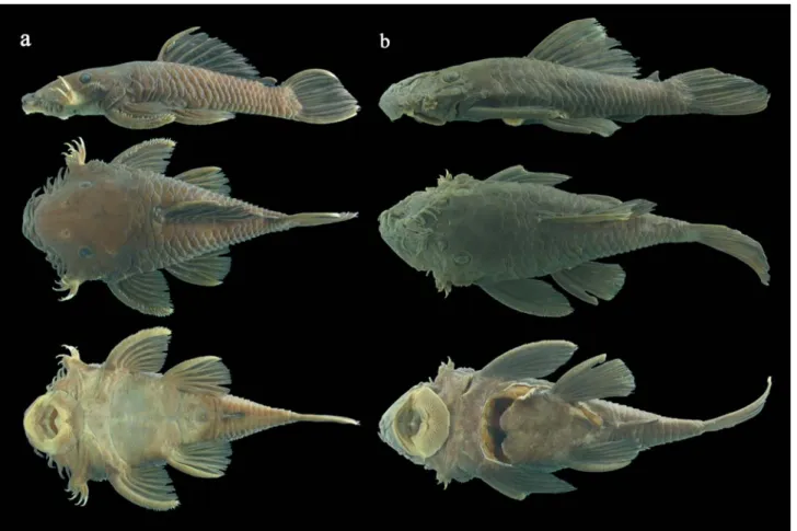 Fig. 1. Lateral, dorsal and ventral views of Ancistrus ranunculus, INPA 25624, 103 mm SL (a), and of Ancistrus sp
