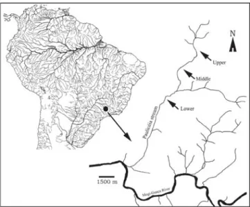 Fig. 1. Location of the study area in the Paulicéia stream, Mogi-Guaçu River basin, State of São Paulo, Brazil; upper (21º38’45.8”S 47º38’06”W), middle (21º39’23”S 47º38’34”W) and lower (21º40’58.1”S 47º39’26.3”W) stretches.