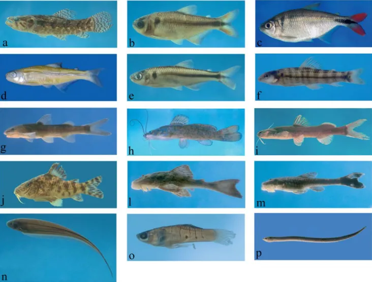 Figure 4 shows the percent composition of the gut con- con-tents of the fish species grouped in broad taxonomic or  eco-logical categories