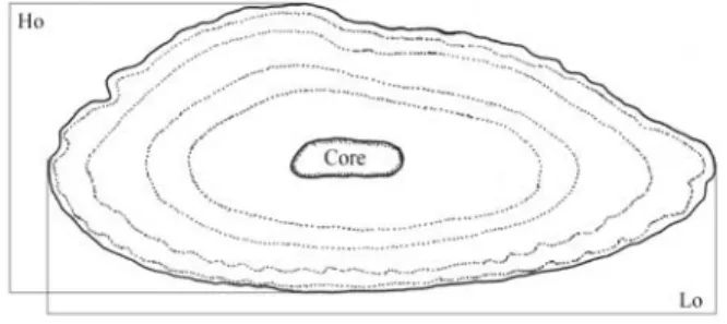 Fig. 2. Merluccius hubbsi: scheme of a whole right otolith showing core and length (Lo) and height (Ho) measurements.