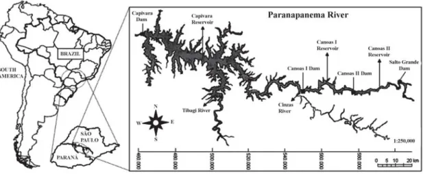 Fig. 1. Partial view of the Paranapanema River and its principal affluents (Tibagi and Cinzas Rivers)