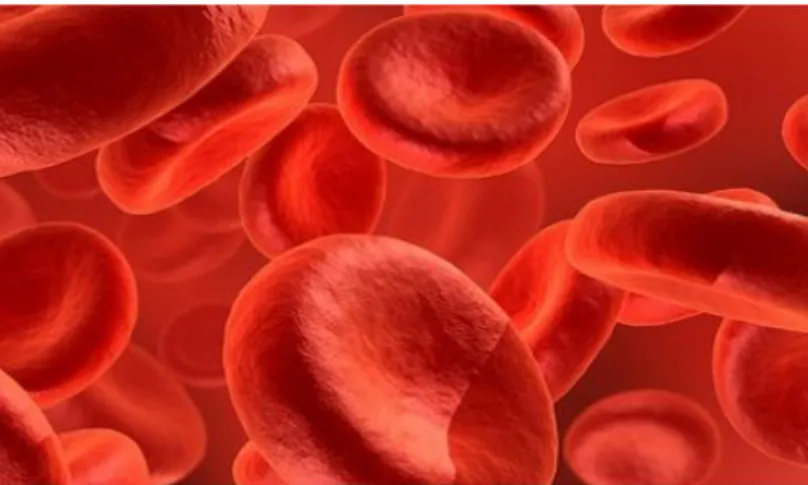 Figura 2. Representação dos glóbulos vermelhos (figura retirada de  http://noticias.up.pt/catalogo_noticias.php?ID=4907)