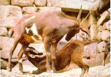 Figura 4. Fotografia da cabra de raça Bravia (figura retirada de www.ovinosecaprinos.com)