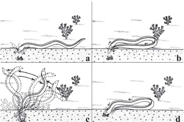 Fig. 1. Capture sequence of Myrichthys ocellatus involving head and tail: (a) initial scattering movements with the head; (b) tail taking over the position of the head; (c) widening hole with the tail; (d) moment of prey capture