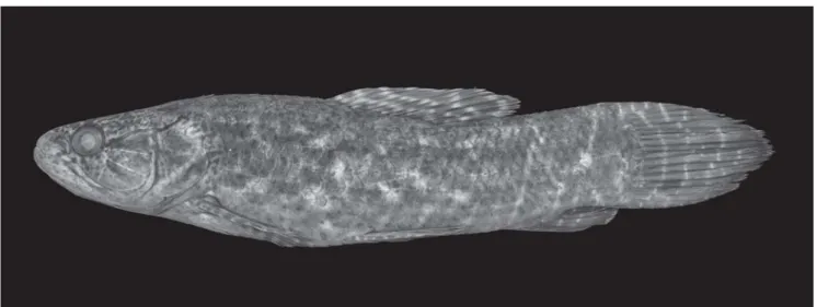 Fig. 5. Hoplias curupira, holotype, MZUSP 45582, 157.9 mm SL, rio Itacaiúnas, Caldeirão, Serra dos Carajás, Pará State, Brazil.