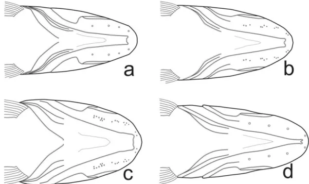 Fig. 1. Ventral view of head of (a) Hoplias curupira, MZUSP 24403, 55.5 mm SL; (b) H. curupira, MZUSP 24403, 92.2 mm SL;