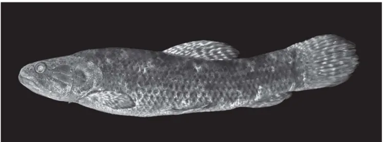 Table 1. Morphometric data of Hoplias australis. Standard length in mm; values 1-14 are percents of standard length and values 15-22 are percents of head length