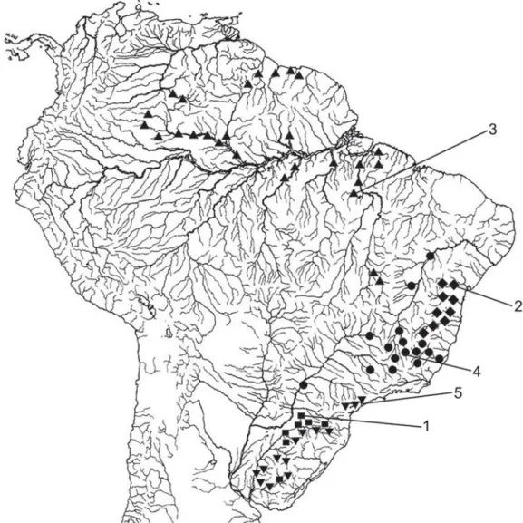 Fig. 3. Map of South America showing geographic distribution of species of the Hoplias lacerdae group based on material examined in this study