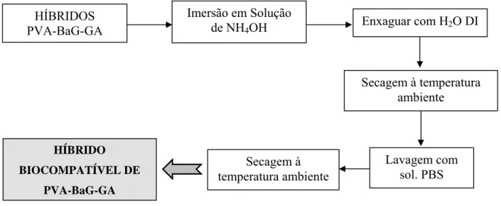 Figura 4.3 – Etapas de estabilização e bloqueio dos híbridos PVA-BaG-GA para ensaios in vitro