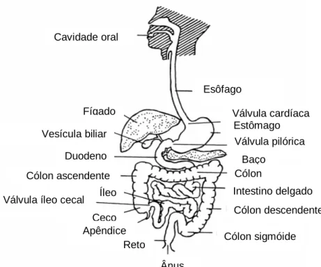 Figura 3.10 Anatomia do trato gastrointestinal humano  FONTE: FRIEND &amp; TOZER, 1992 
