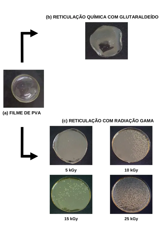 Figura  5.1  Aspecto  macroscópico  do  (a)  filme  de  PVA,  (b)  hidrogel  de  PVA  com  glutaraldeído e (c) hidrogel de PVA com ácido cítrico e radiação gama 