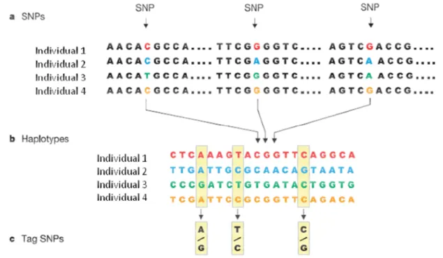 Figura 1. Ilustração da estrutura de SNP, haplótipos e tagSNP. a) SNP: quatro versões de  sequências curtas de DNA de mesma região cromossômica de diferentes indivíduos