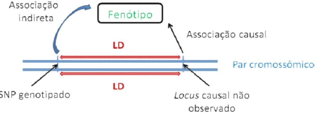 Figura  2.  Ilustração  do  desequilíbrio  de  ligação  (LD)  na  geração  de  uma  associação  fenotípica  entre  um  marcador  não  causal  genotipado  ligado  a  um  locus  causal  não  genotipado (Adaptado de Astle e Balding (2009))