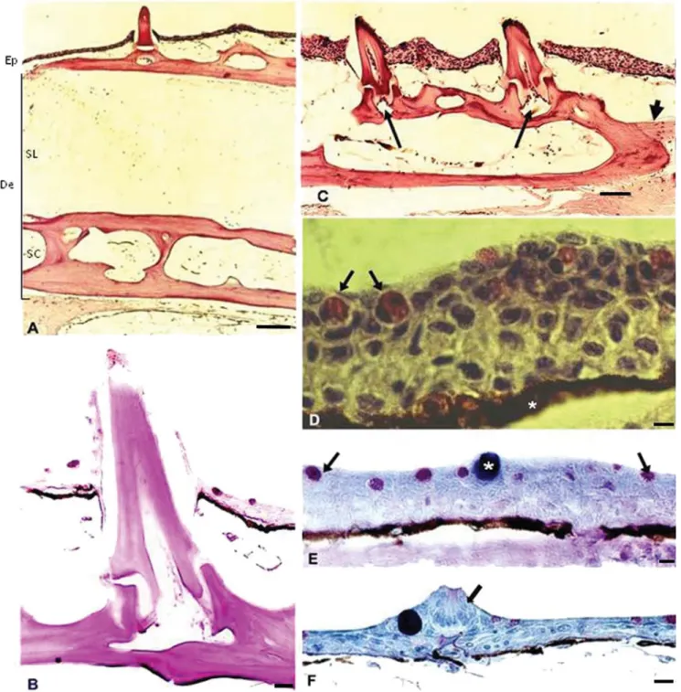 Fig. 1. Skin of Ancistrus dolichopterus.  A) Epidermis (Ep) and thick dermis (De) of A