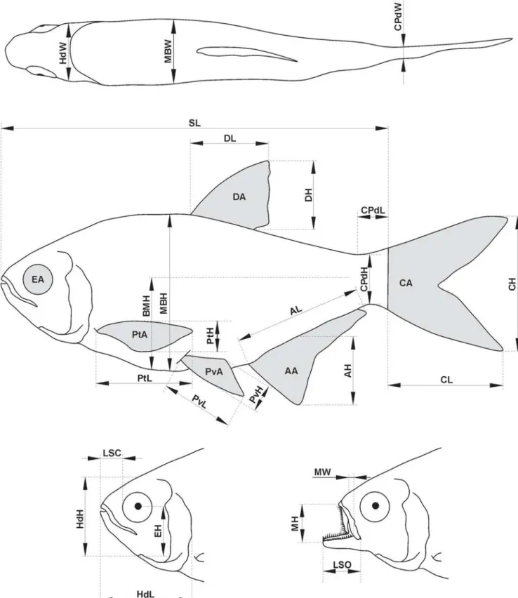 Fig. 2. Schematic representation of the linear morphometric measurements and the calculated areas: standard length (SL), maximum body height (MBH), body midline height (BMH), maximum body width (MBW), caudal peduncle length (CPdL), caudal peduncle height (