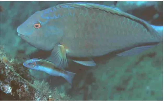 Figure  3.  A  terminal  phase  Thalassoma  noronhanum  associated  with  a  foraging  terminal phase parrotfish, Sparisoma frondosum