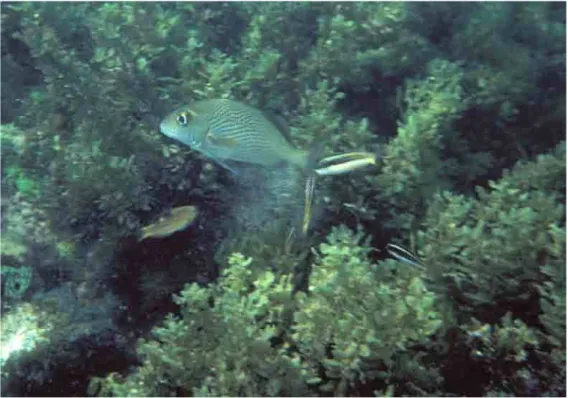 Figure  5.  Three  initial  phase  Thalassoma  noronhanum  eating  particles  sifted  and  expelled  by a  foraging  grunt, Haemulon parra (a Halichoeres radiatus is joining the  group – on the left)