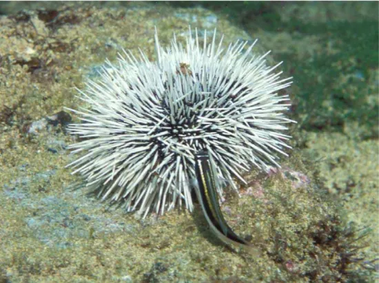 Figure 8. An initial phase Thalassoma noronhanum tearing off parts of the tube feet of  an exposed sea urchin (possibly Tripneustes ventricosus)