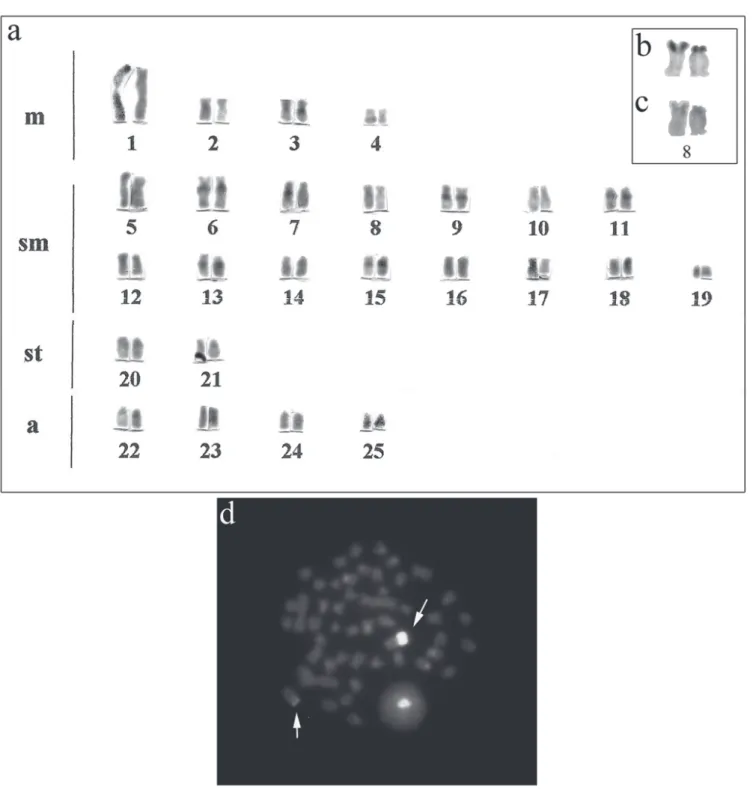 Fig. 2. a) C-banded karyotype of Astyanax jacuhiensis; b) AgNORs and c) C-banding on pair 8; d) Metaphase plate with C- C-banding plus CMA 3  staining (CB + CMA 3 ) showing size heteromorphism of the NOR regions in pair 8 (arrows).