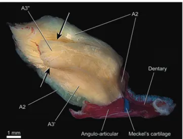 Fig. 13. Ventral view of left half of neurocranial floor of Ituglanis  cf. gracilior  (Trichomycterinae), MZUSP 86821 (53.2 mm SL)