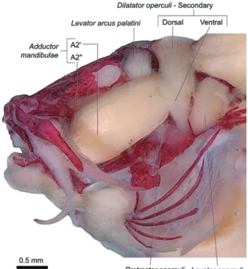 Fig. 14. Left lateral view of opercular region of Trichomycterus immaculatus  (Trichomycterinae), LIRP 285 (83.7 mm SL).