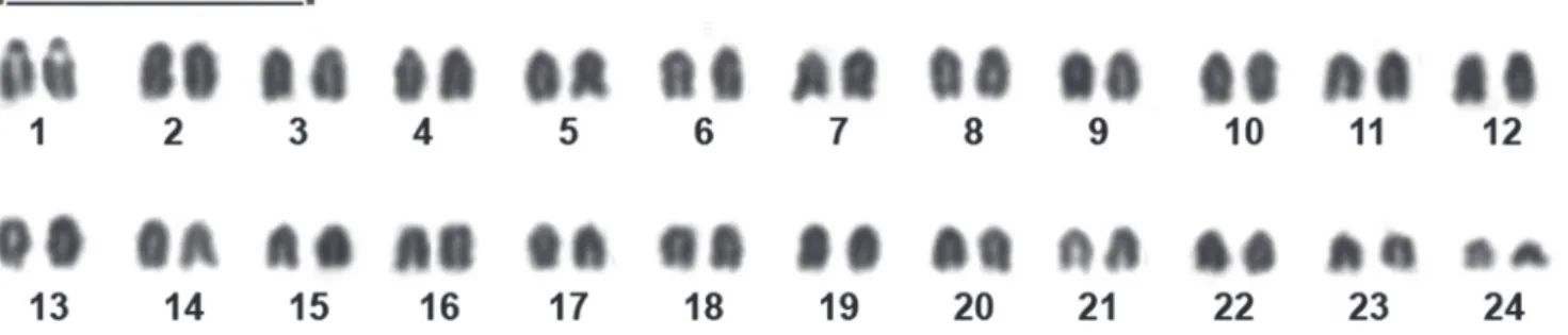 Fig. 1. Giemsa-stained karotype of Mugil incilis. Scale bar = 10 micron.