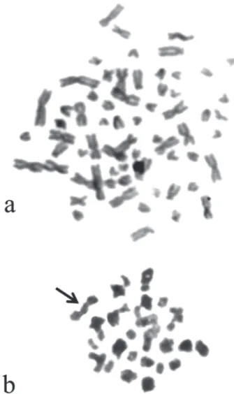 Table 1. Data and cytogenetic karyotypic formulas analyzed in populations of specimens of species of rays Potamotrygon aff.