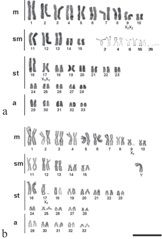Fig. 2. Karyotypes of female (a) and male (b) of Potamotrygon aff. motoro sample from Porto Rico, highlighting the sex chromosomes after conventional and the chromosomes marked by NOR