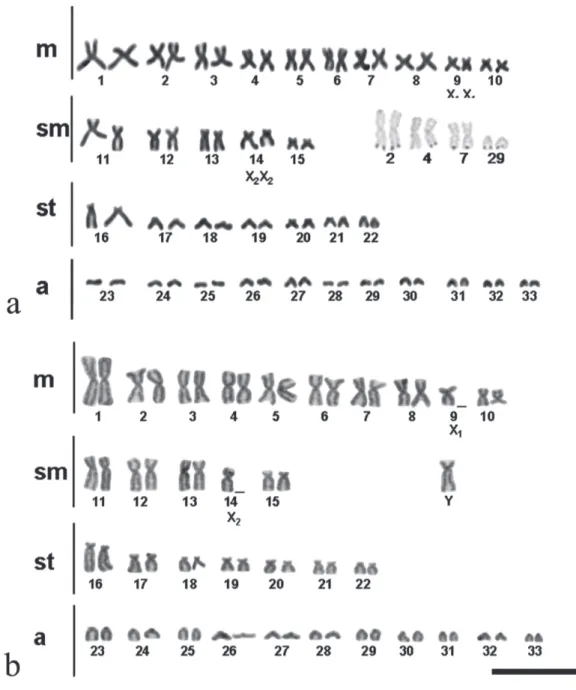 Fig. 4. Karyotypes of female (a) and male (b) of Potamotrygon falkneri sample from Porto Rico, highlighting the sex chromosomes after conventional and the chromosomes marked by NOR