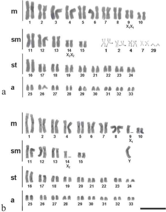 Fig. 5. Karyotypes of female (a) and male (b) of Potamotrygon falkneri sample from Ilha Solteira, highlighting the sex chromosomes after conventional and the chromosomes marked by NOR