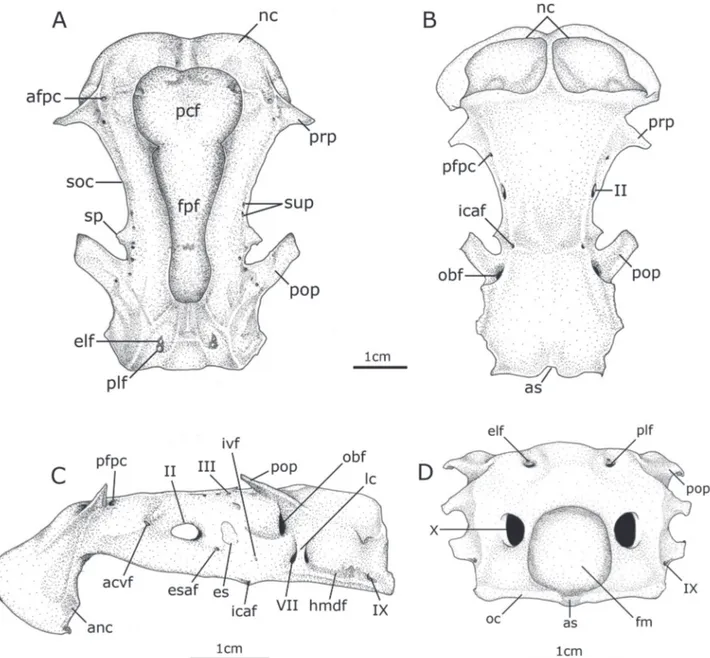 Fig. 5. Dorsal (A), ventral (B), lateral (C) and posterior (D) views of neurocranium of Potamotrygon falkneri (MZUSP 106265, male, 231 mm DW); acvf, anterior cerebral vein foramen; afpc, anterior foramen for preorbital canal; anc, antorbital cartilage cond