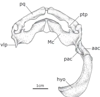 Fig. 6. Dorsal view of hyomandibular arch of Potamotrygon falkneri (MZUSP 106265, male, 231 mm DW); aac, anterior angular cartilage; hyo, hyomandibula; Mc, Meckel’s cartilage;