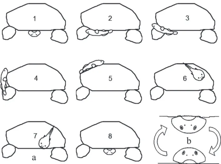 Fig. 3. Standard movements performed by Gobiesox barbatulus before leaving the “shelter-stone”: (a) sequence 1-8 illustrates a round over the “shelter-stone”; (b) body rotation under the “shelter-stone”.