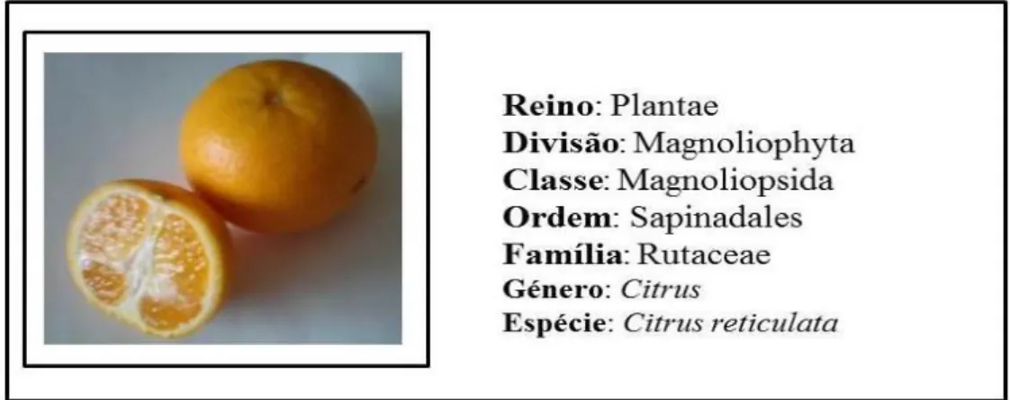 Figura 1.1. A tangerina e classificação da planta que produz este fruto, Citrus reticulata