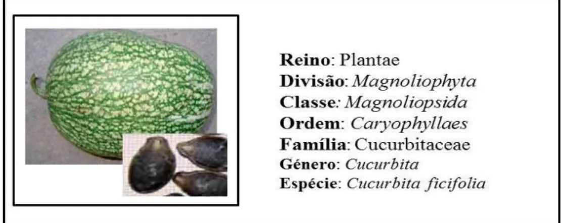 Figura 1.2. A abóbora chila e classificação da planta que produz este fruto, C. ficifolia