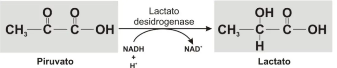 Figura 1.7. Conversão de piruvato a lactato pela enzima LDH. Notar que esta reação é reversível,  dependendo dos substratos presentes no meio