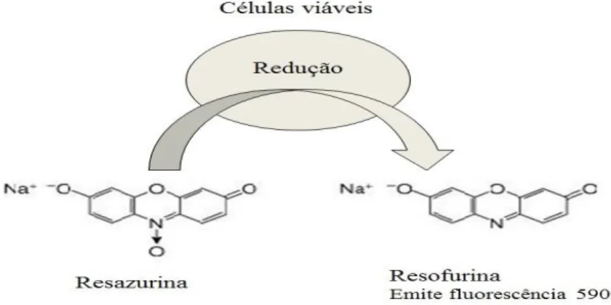 Figura 1.8. Redução da resazurina à resofurina pelos equivalentes redutores de células viáveis  metabolicamente ativas)