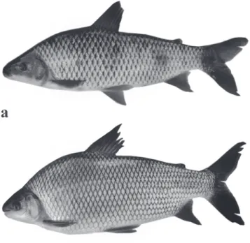 Fig. 2. Photographs of Leporinus elongatus  (a) and Prochilodus lineatus (b) collected in the fish ladder.