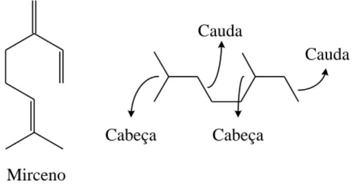 Figura 4: Estrutura do micerno e união de duas unidades de isopreno na forma cabeça- cabeça-cauda