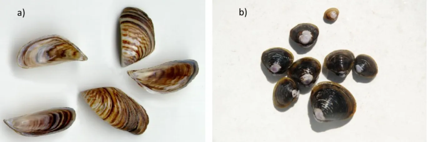 Figura 1 - Aspeto geral – a) Corbicula flumínea e b) Dreissena polymorpha. 