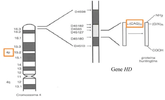Figura  2 –  Localização do gene  HD no braço curto do  cromossoma 4. A doença de  Huntington é caracterizada pela repetição instável de CAG na proteína huntingtina que se  localiza na região codificante 5’ do exão 1 do gene HD no braço curto do cromossoma
