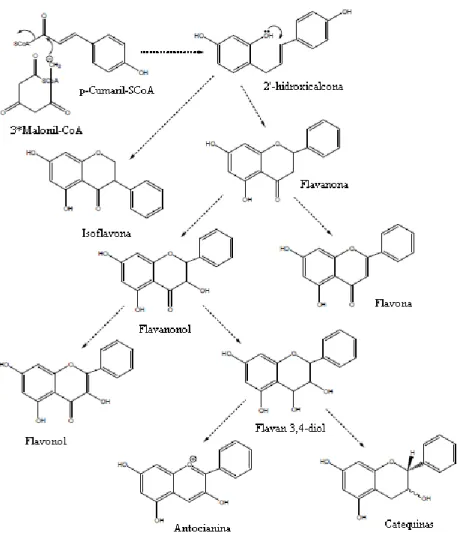 Figura  7  –  Biossíntese  e  estruturas  químicas  dos  oito  principais  subgrupos  de  flavonoides