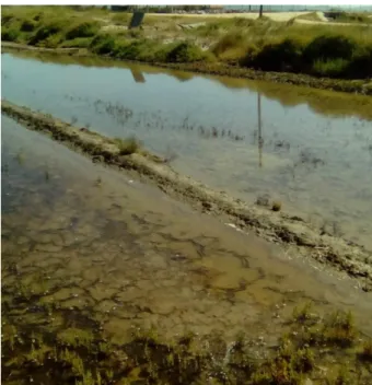 Figura 1: Plantas halófitas, Costa de Lavos.