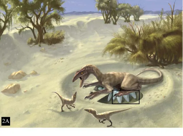 FIGURE 2. A. Incubating troodontid in a desert/semi-desert environment in Asia (rendered by artist Doyle Trankina)
